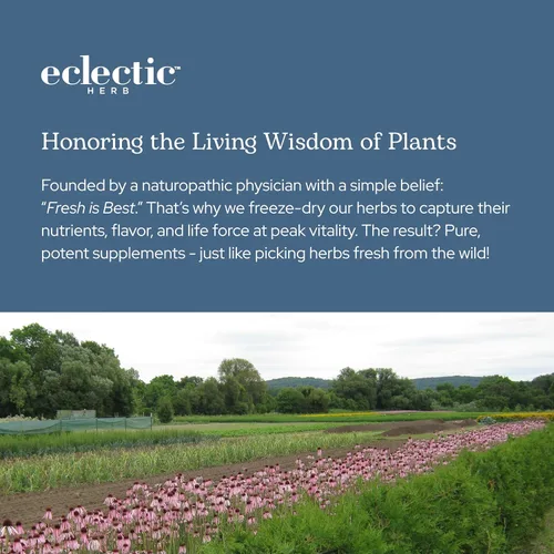 Vista 8 de Eclectic Herb - Cápsulas de vejiga liofilizadas prémium Apoyo del sistema endocrino Piel y cabello saludables Suplemento de algas marinas