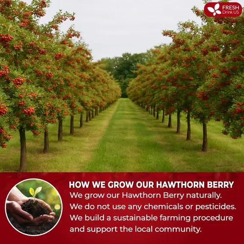 Vista 194 de FreshDrinkUS, 135 bolsas de té de jengibre y cúrcuma premium, ingredientes 100% naturales, mezcla hecha a mano de té de hierbas de cúrcuma