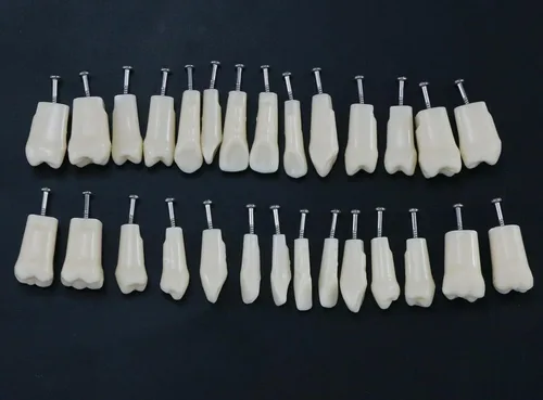 Vista 4 de 32 piezas de dientes Typodont extraíbles para dientes Typodont modelo compatible con Kilgore Nissin práctica dental y enseñanza (28 dientes)