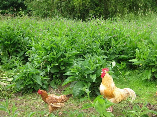 Vista 2 de Plantas de consuelda rusas - Cinco esquejes de corona - Se establecen mucho más rápido y más confiable que los esquejes de raíces - Variedad Bocking