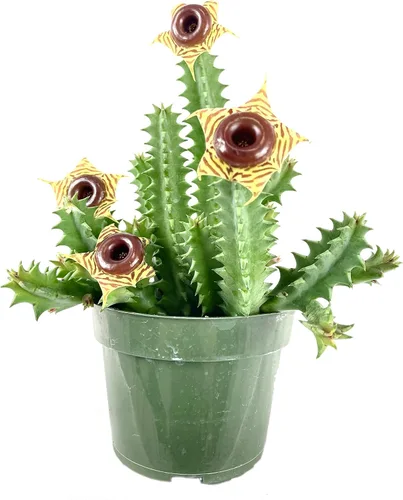 Lifesaver Cactus – Planta viva en una maceta de 4 pulgadas – Huernia Zebrina – Cactus de interior de floración rara con floración de estrella roja –