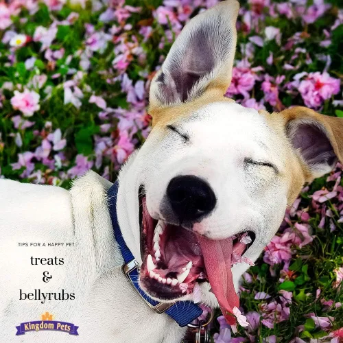 Vista 4 de Golosinas para perros envueltas en carne seca de pollo, golosinas naturales para perros hechas con pechuga de pollo magra para todas las razas