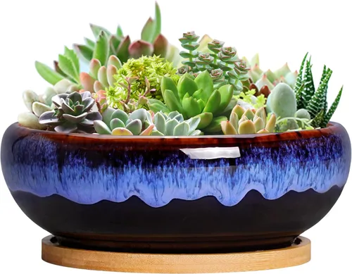 Vista 35 de SQOWL Macetas pequeñas para bonsái, macetas de cerámica de 6 pulgadas para suculentas, maceta poco profunda con orificio de drenaje y platillo