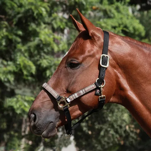 Vista 2 de Kensington Cabestro prémium con nariz acolchada, más fuerte que el cuero, pieza acolchada para la nariz añade comodidad y control, broche