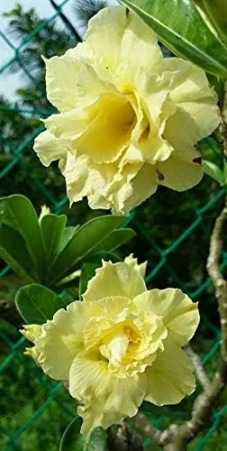 Vista 4 de Planta de rosa del desierto doble amarilla, Adenium Obesum, 4 a 6 pulgadas