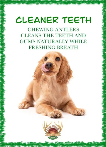 Vista 6 de Deer Valley - Cuernos masticables prémium (XL individual, 6-8 pulgadas), hueso de larga duración para razas de perros grandes y masticadores