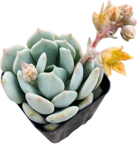 Vista 22 de Plantas de cactus suculentas vivas de USKC (maceta de 2 pulgadas) (Adromischus Maculatus)