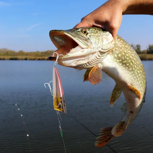 Vista 7 de Alwonder Giratorios a presión de pesca, rodamiento de bolas de alta resistencia con cierre de acero inoxidable Coastlock Snap 26-503 libras