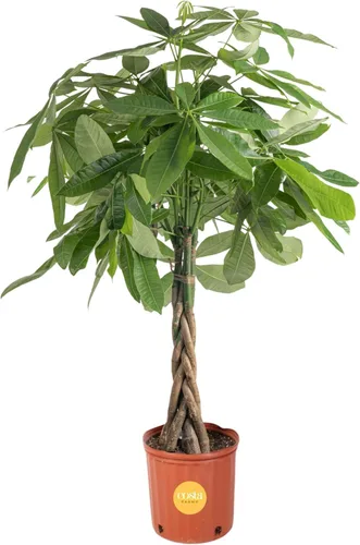 Vista 14 de Costa Farms Árbol del Dinero Pequeño Fácil de Cultivar Planta Viva