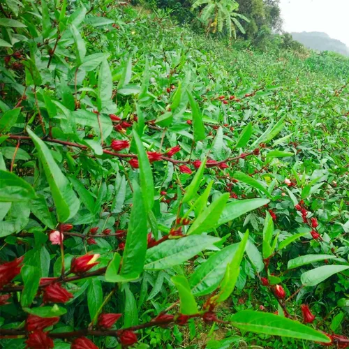 Vista 4 de 50 semillas de roselle rojo, semillas de hibisco sabdariffa, semillas de acedera jamaicana, semillas de arándano de Florida, semillas de roselle