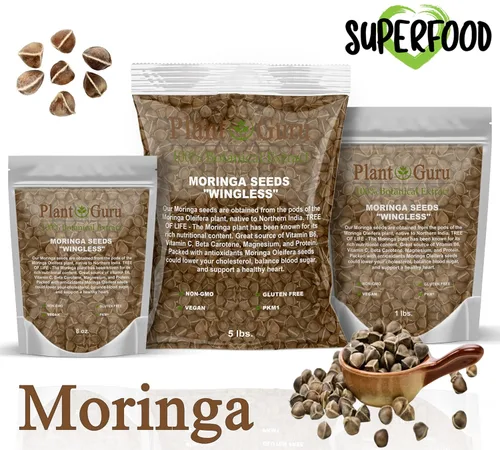 Vista 2 de Moringa Seeds sin alas, 16 onzas / 1 libra, variedad PKM1, aperitivos comestibles, plantación, Moringa Oleifera, Malunggay, Semillas de Moringa