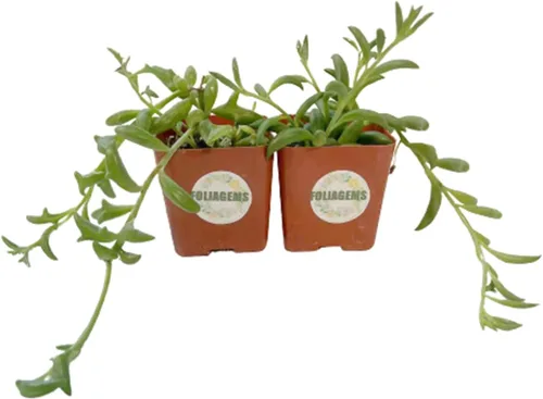 Vista 2 de Plantas suculentas vivas de USKC (juego de dos macetas de 2 pulgadas) (cadena de perlas+lágrimas)
