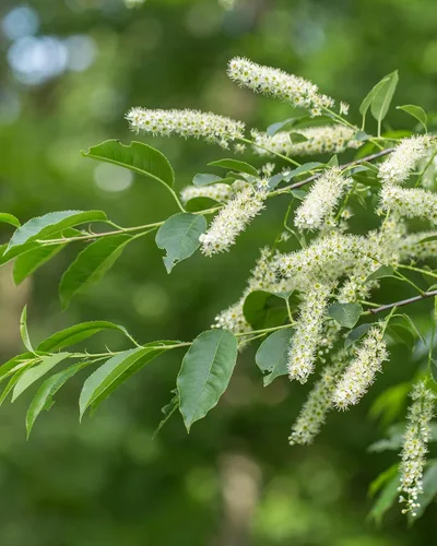 Vista 4 de Herb Pharm Extracto líquido de corteza de cereza silvestre orgánico certificado para apoyo respiratorio - 1 onza (DWCHER01)