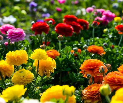 Vista 3 de Bulbos de ranúnculo de peonía mixta - Ranúnculo persa - 10 bulbos de bulbos florecientes planta de jardín de raíces bulbosas perennes