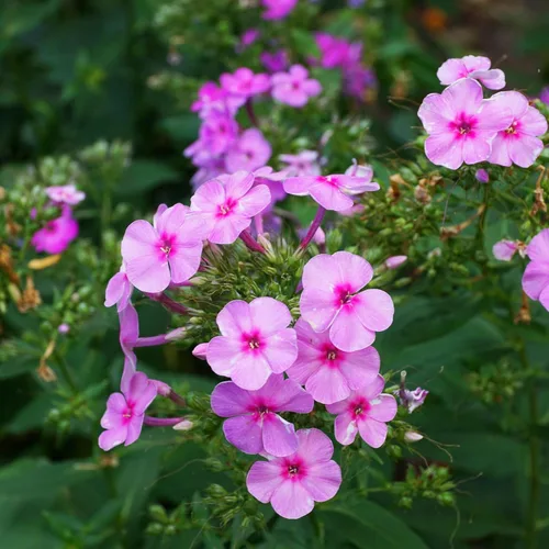 Vista 8 de Eden Brothers Semillas anuales Phlox - Beauty Blue