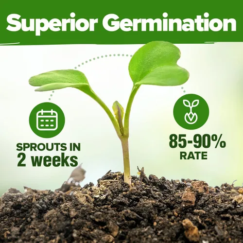Vista 5 de HOME GROWN Paquete Variado de Semillas de Hierbas Premium - 20 Semillas de Hierbas Reliquia para Plantar - Más de 6,000 Semillas sin OGM