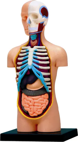 Vista 2 de Modelo de torso de anatomía humana de visión 4D