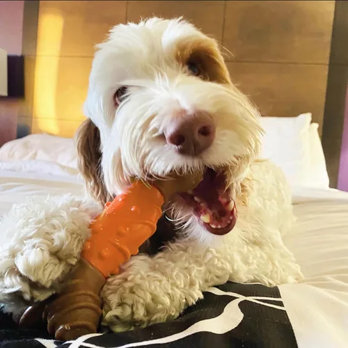 Vista 6 de SPOT Bam-Bones - Hueso dental – Hecho con fibra de bambú y un centro de goma masajeadora, masticable duradero para perros masticadores ligeros