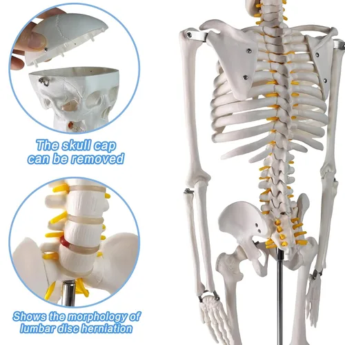 Vista 3 de EVOTECH SCIENTIFIC Mini modelo de esqueleto humano para anatomía, modelo de esqueleto humano de tamaño natural de 33.5 pulgadas y 1/2 con sistema