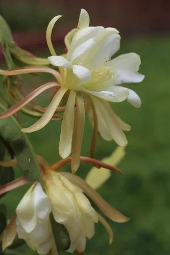 Vista 2 de Orquídea 8"-10" Planta de corte fresca Reina de la noche Cactus RIC Rac (blanco)