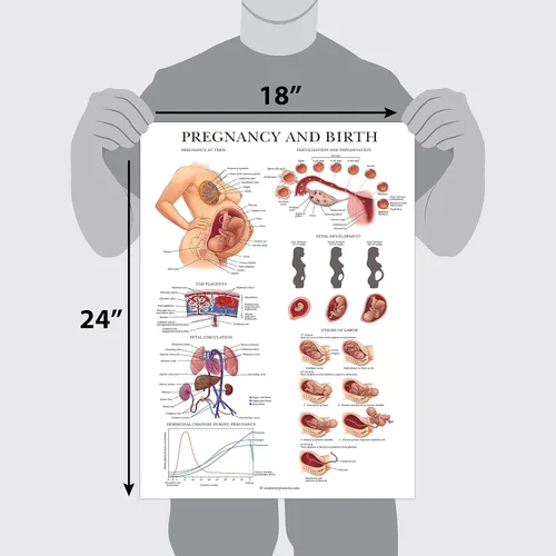 Vista 3 de Palace Learning Paquete de 2 pósteres de posición de parto y parto + tabla de anatomía del embarazo, educación del parto para doula, partera