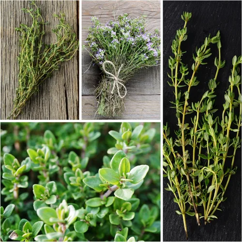 Vista 7 de Seed Needs Semillas de tomillo para plantar, semillas de hierbas perennes sin OMG y sin tratar para plantar un jardín de cocina culinaria