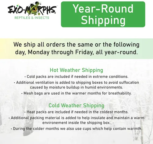 Vista 5 de Cucarachas rojas extra pequeñas (1/8" y menos) Blatta lateralis - Insectos alimentadores vivos (200 unidades)