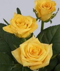 Vista 14 de Generic Semillas frescas de flores de rosas para plantar rosa bebé 100 piezas
