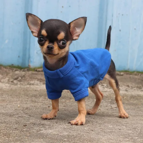 Vista 5 de LOPHIPETS Camiseta de perro 100% algodón para perros pequeños Taza de té Chihuahua Yorkie Ropa para cachorros - Azul/XXS