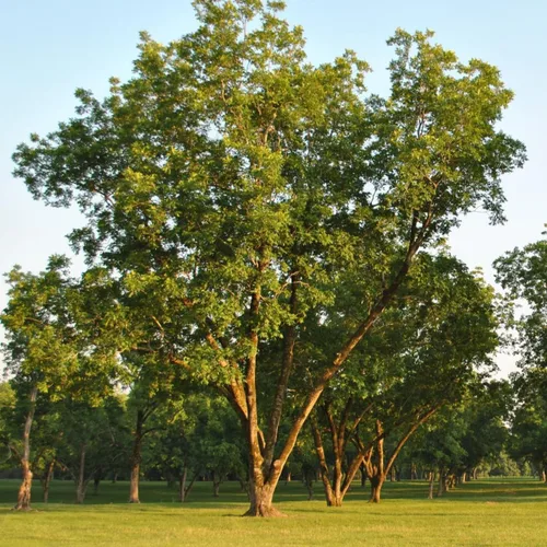 Vista 3 de Árbol de nuez pecana - Planta viva de 6-12" de alto - Plántula de nuez pecana resistente - Carya illinoinensis