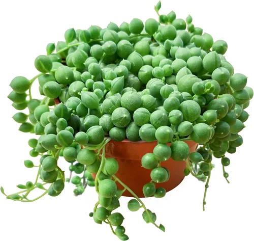 Vista 23 de Suculentas vivas Aeonium 'Mbach' (10 cm), plantas suculentas completamente enraizadas en macetas con tierra, planta de interior de fácil cuidado