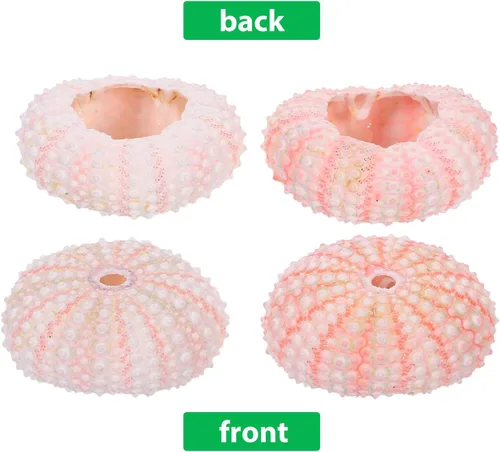 Vista 3 de Ipetboom Decoración natural de conchas de erizos de mar, 6 conchas de erizo de mar para manualidades y decoración del hogar, decoración de playa