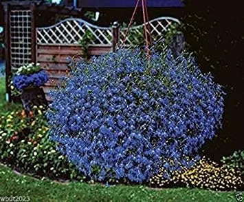 Lobelia Seeds, zafiro, cestas colgantes, sobre ventana o pared (300 semillas)