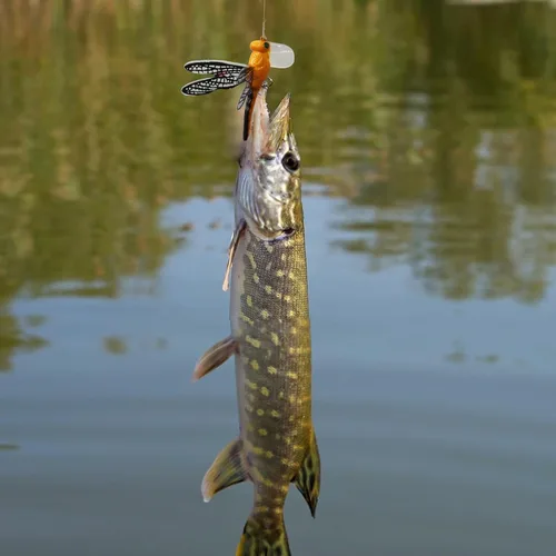 Vista 7 de Señuelos de pesca Topwater Señuelos simulación conjunto con ganchos para herramientas de pesca al aire libre Libélula 4pcs