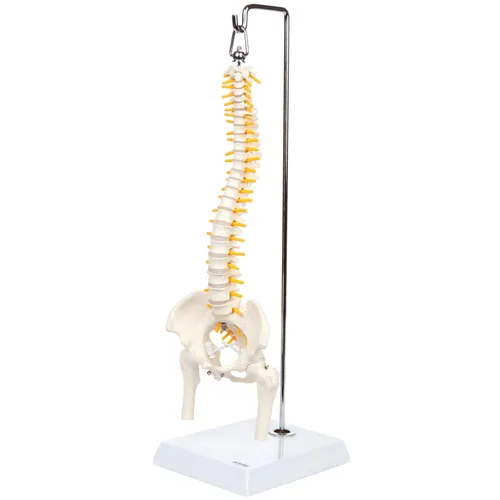 Vista 9 de Axis Scientific mini modelo de anatomía de columna vertebral, incluye nervios y viene con soporte resistente.