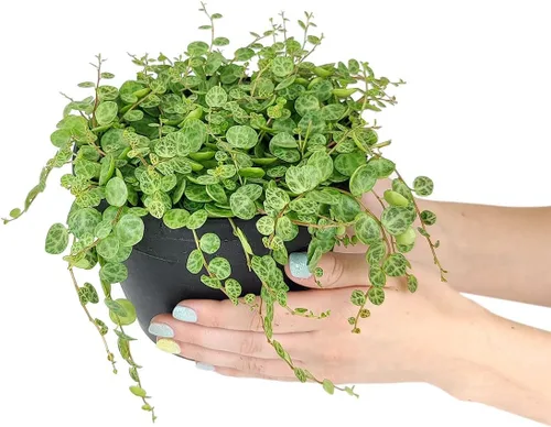 Vista 2 de String of Turtles Plants Suculents (maceta de 4 pulgadas) – Curio Radicans Plant – Suculenta colgante rara – Regalo único para suculentas