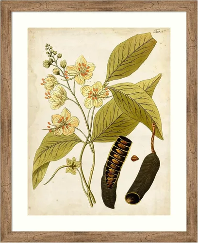 Amanti Art Framed Wall Art Print 44x36 Horticultural Specimen II, Flowers Wall Art, Vintage Decor, X-Large Poster Painting Artwork for Living Room,