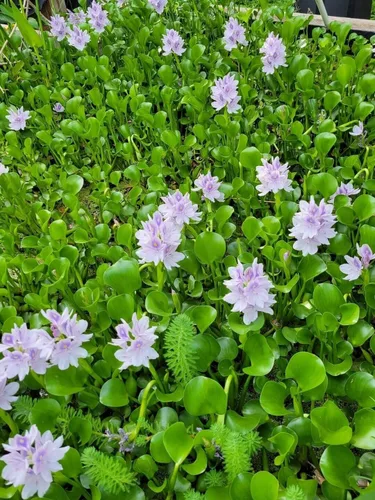 Vista 5 de Jacinto de agua plantas flotantes fáciles para tu acuario o estanque (1 planta)