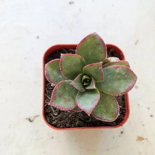 Vista 9 de Blissful Aeonium Emerald Ice - Maceta de 2 pulgadas, rosetas verdes y blancas abigarradas, tolerantes a la sequía, planta de fácil cuidado