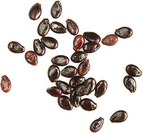 Vista 4 de Semillas de sandía Congo - Variedad de reliquia extra dulce