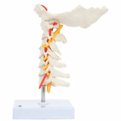 Vista 4 de Axis Scientific Modelo de vértebra cervical con nervios y arterias espinales Puntos de referencia óseos detallados de la columna cervical