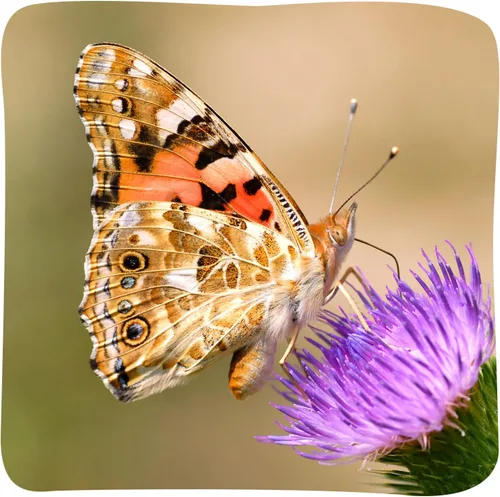 Vista 8 de Kit de jardín de mariposas Insect Lore con orugas vivas – Cría 10 mariposas Painted Lady - Actividad de aprendizaje STEM, hábitat con diario