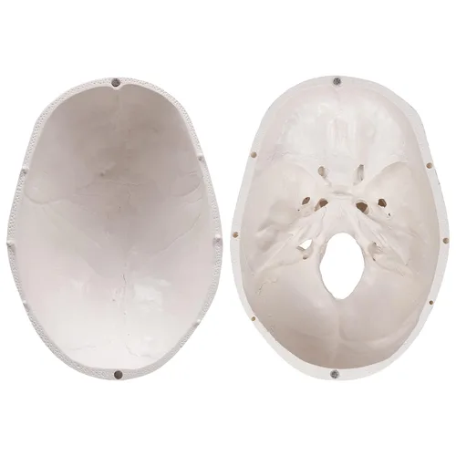 Vista 6 de RONTEN Modelo de cráneo humano, modelo de anatomía de cráneo, réplica de tamaño real, modelo anatómico médico para adultos con tapa de cráneo
