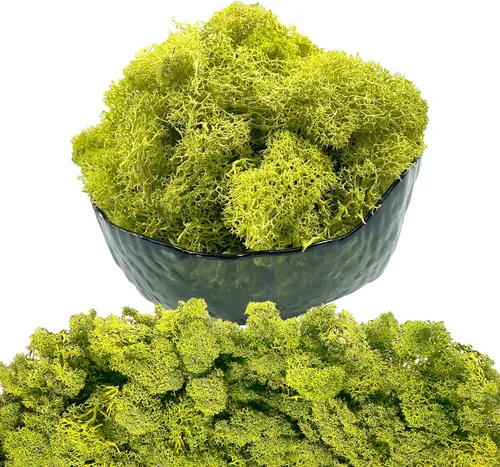 Vista 16 de Musgo artificial conservado, musgo natural fresco verde de reno para proyectos de artes florales, decoración de pared, decoración de mesa, centros