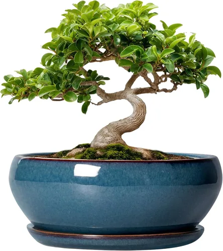 Vista 14 de SQOWL Macetas pequeñas para bonsái, macetas de cerámica de 6 pulgadas para suculentas, maceta poco profunda con orificio de drenaje y platillo