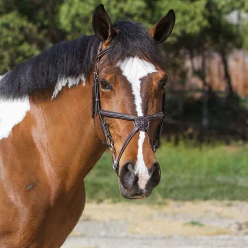 Vista 2 de Exion Jumping Horse Bridle - Figura 8 cosida de diseñador con varillas de goma y hebillas SS