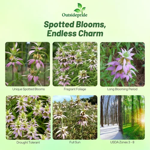 Vista 2 de Outsidepride Semillas de bálsamo de abeja manchada – 500 piezas de semillas de flores de Monarda Punctata perennes, fáciles de cultivar y aptas