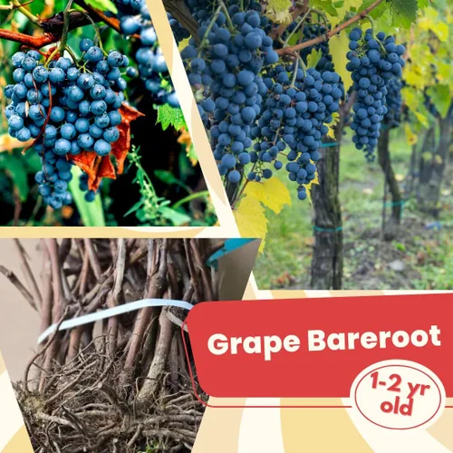 Vista 4 de 1 enredadera de uva azul para plantar al aire libre, planta de uva Concord viva, a raíz desnuda de 1 a 2 años, frutas de uva dulces