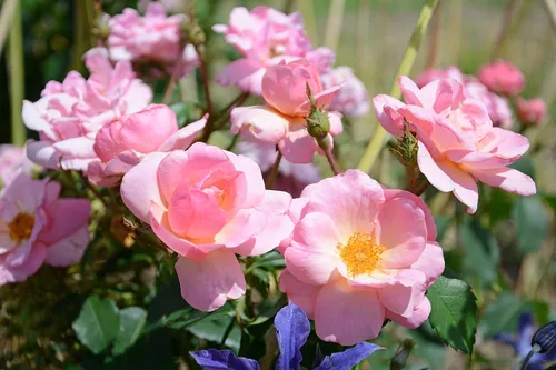 Vista 3 de Green Promise Farms KOROSPCHK Rosa Peachy Knock, contenedor de 3 tamaños, flores de melocotón