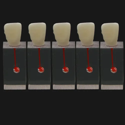 Vista 10 de Modelo de raíz endodóntica dental, bloque de canal, práctica de pulpa, cavidad de pulpa, resina transparente, endo, entrenamiento de dientes, RCT